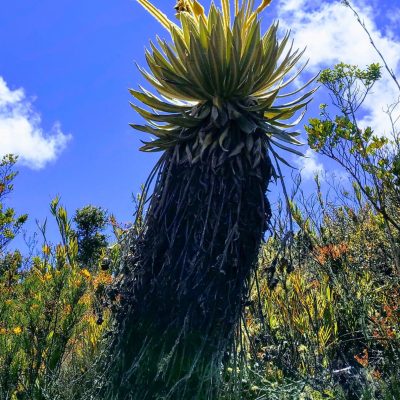 frailejon siecha